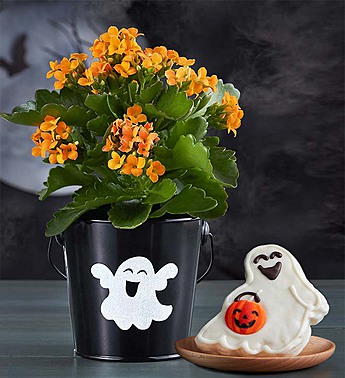 Happy Haunting Halloween Plant