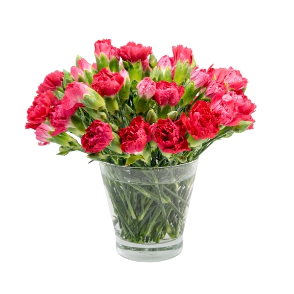 25 GORGEOUS CARNATIONS