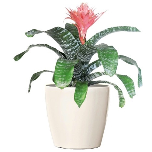 EXCUISITE TROPICAL BROMELIAD