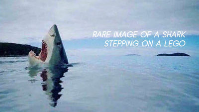 A rare picture of a shark stepping on a Lego