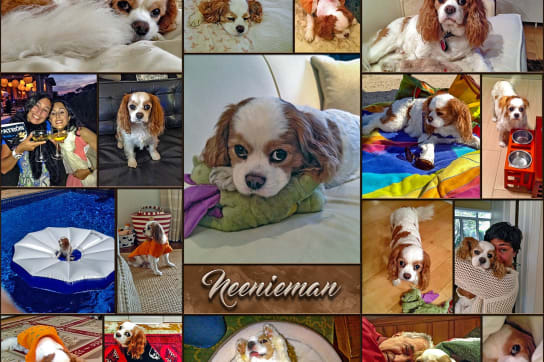 Designer custom print designed using pet dog pictures