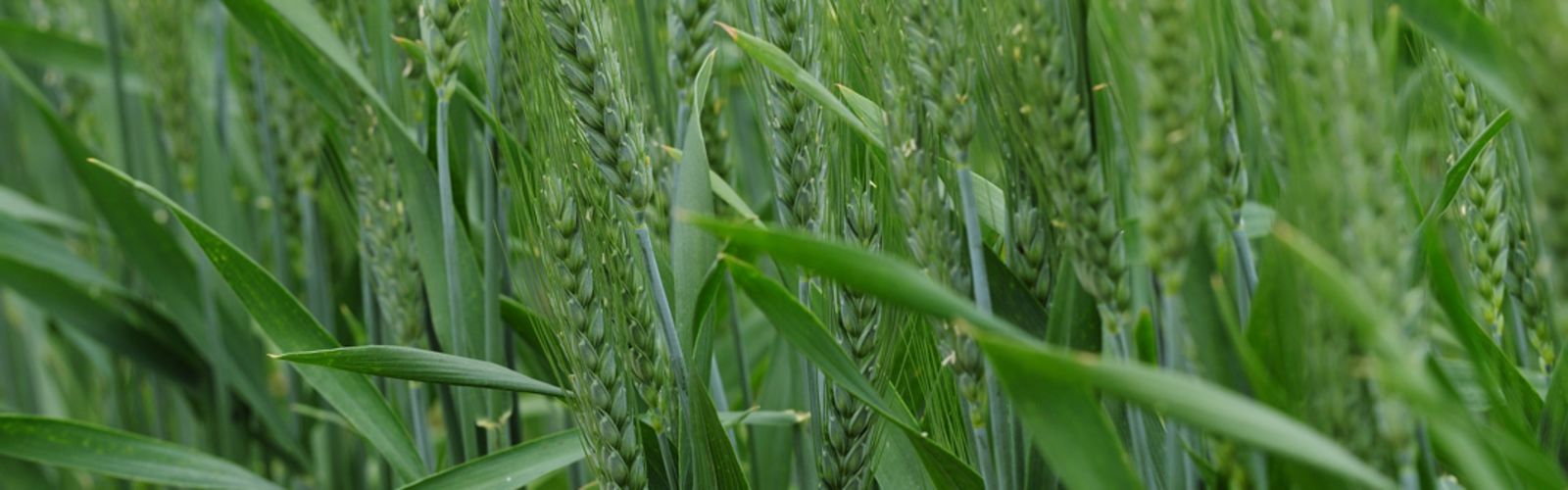 2020 Spring Variety Updates