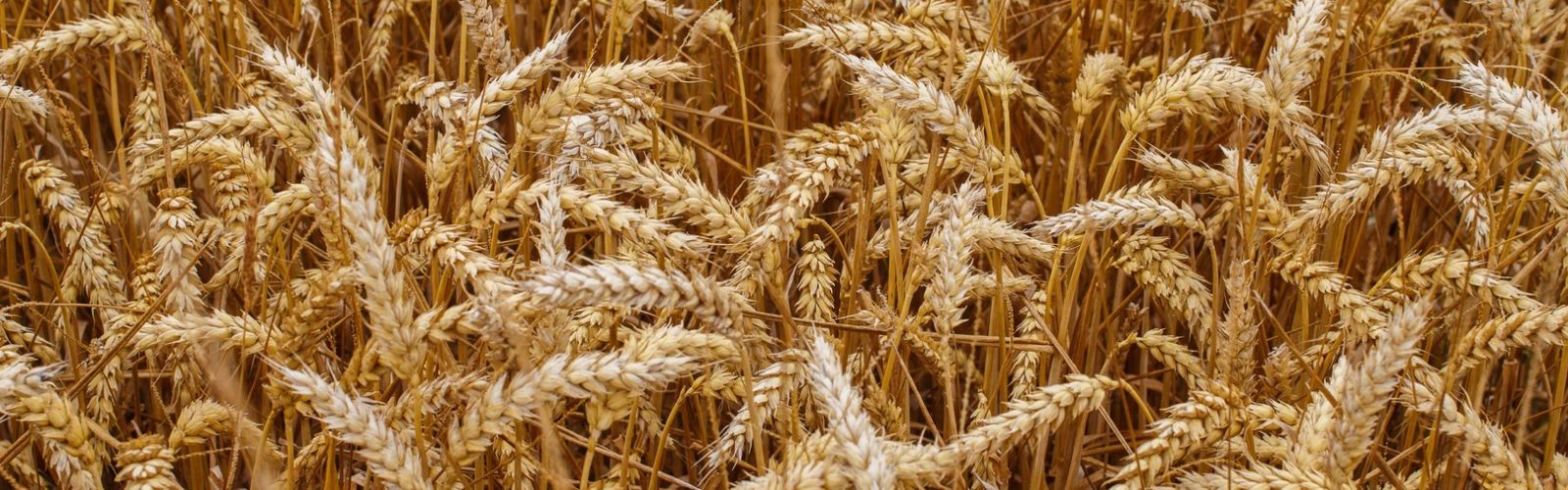 Barley News