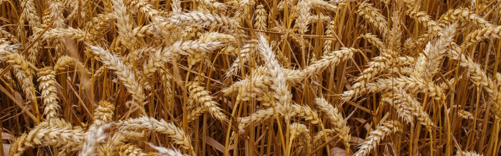 Wheat News