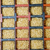 HARVEST CASUAL SUMMER JOBS