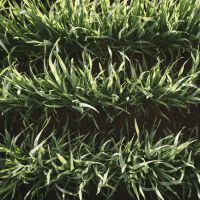 TERRITORY MANAGER – NORTHERN WA