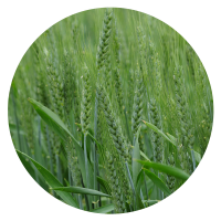 CEREAL BREEDING TECHNICIAN – HORSHAM, VIC