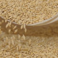 Genomic Scientist – Applied Plant Breeding