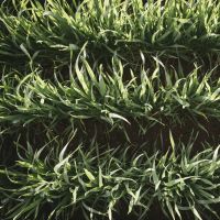 WA Territory Manager