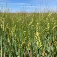 Commodus CL barley achieves malt accreditation