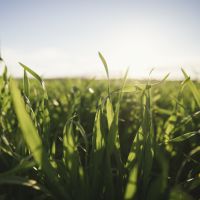 BARLEY LABORATORY TECHNICIAN