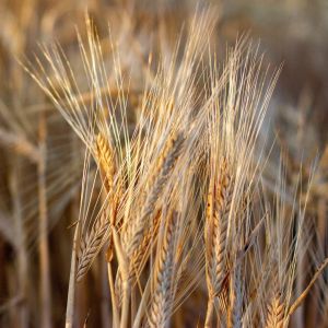 InterGrain digs deep into boosting barley