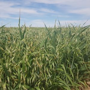 Kingbale Oat Variety to Stack Up