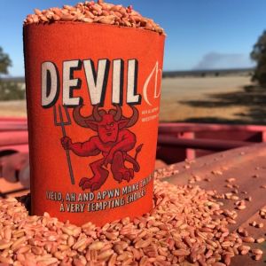 Keeping your options open with Devil wheat