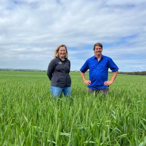 Dark horse Brumby wheat stretches its legs across WA in 2023