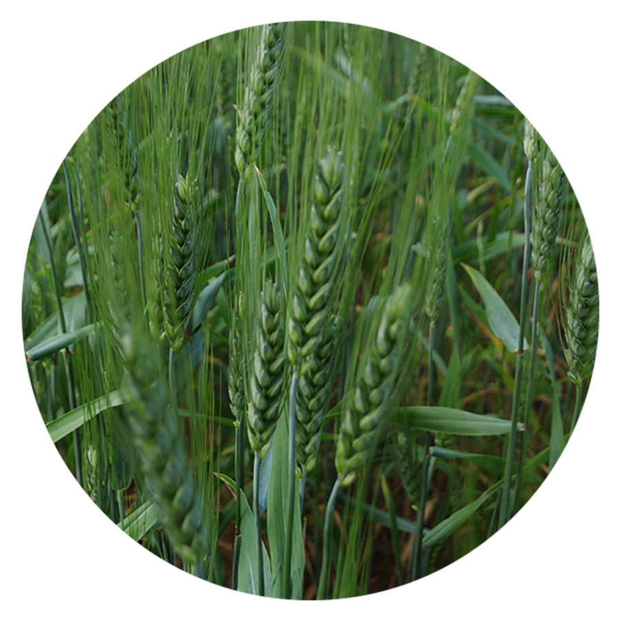 Wheat Breeding Australia Barley Breeding Australia Intergrain