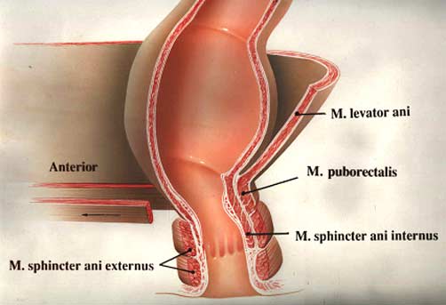 Onam mushuk va anal becerdin oladi
