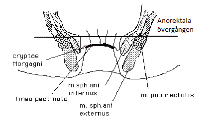 Keksa ayolning surati