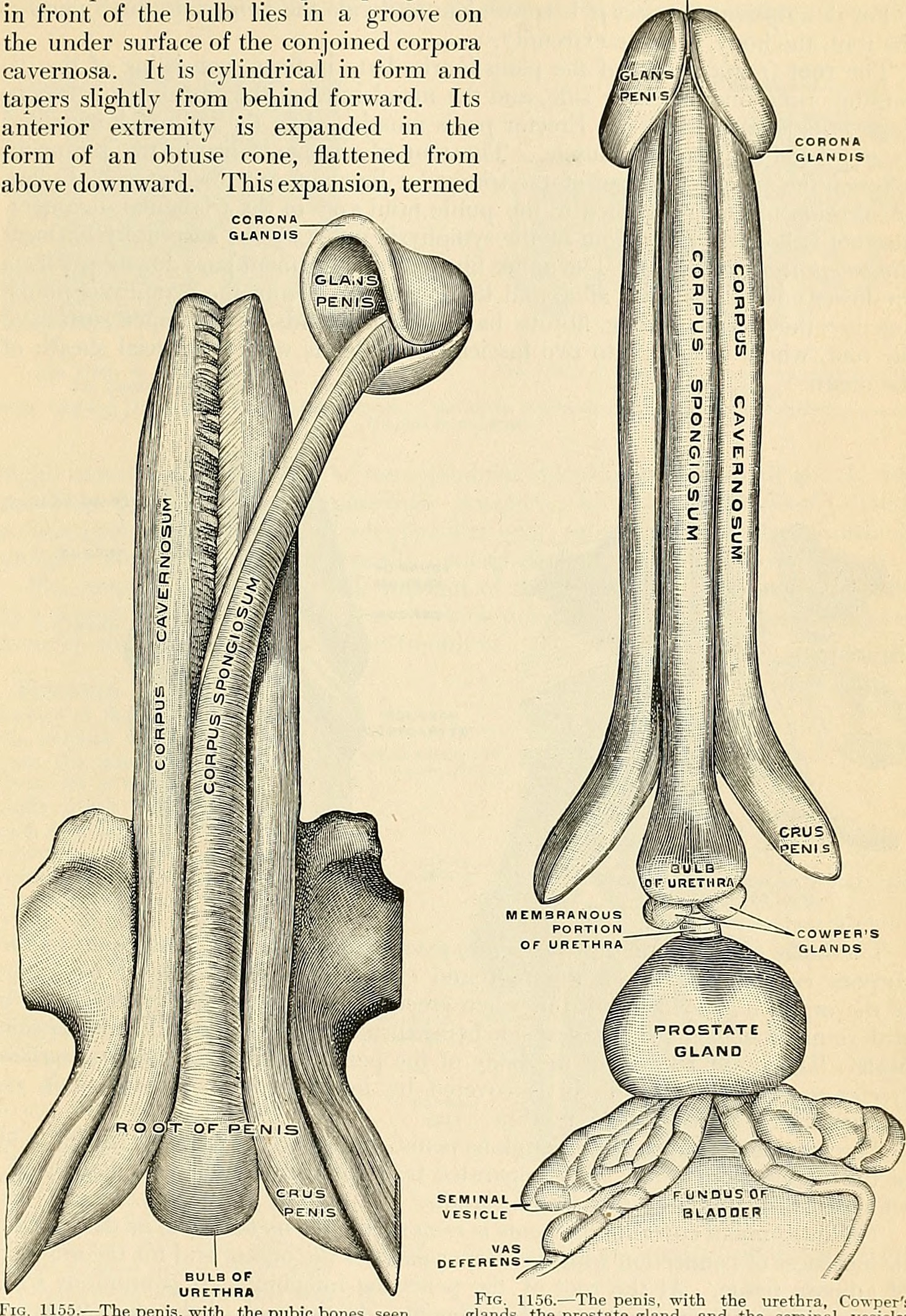 Erkaklar olomonidan sperma bilan tola mushuk