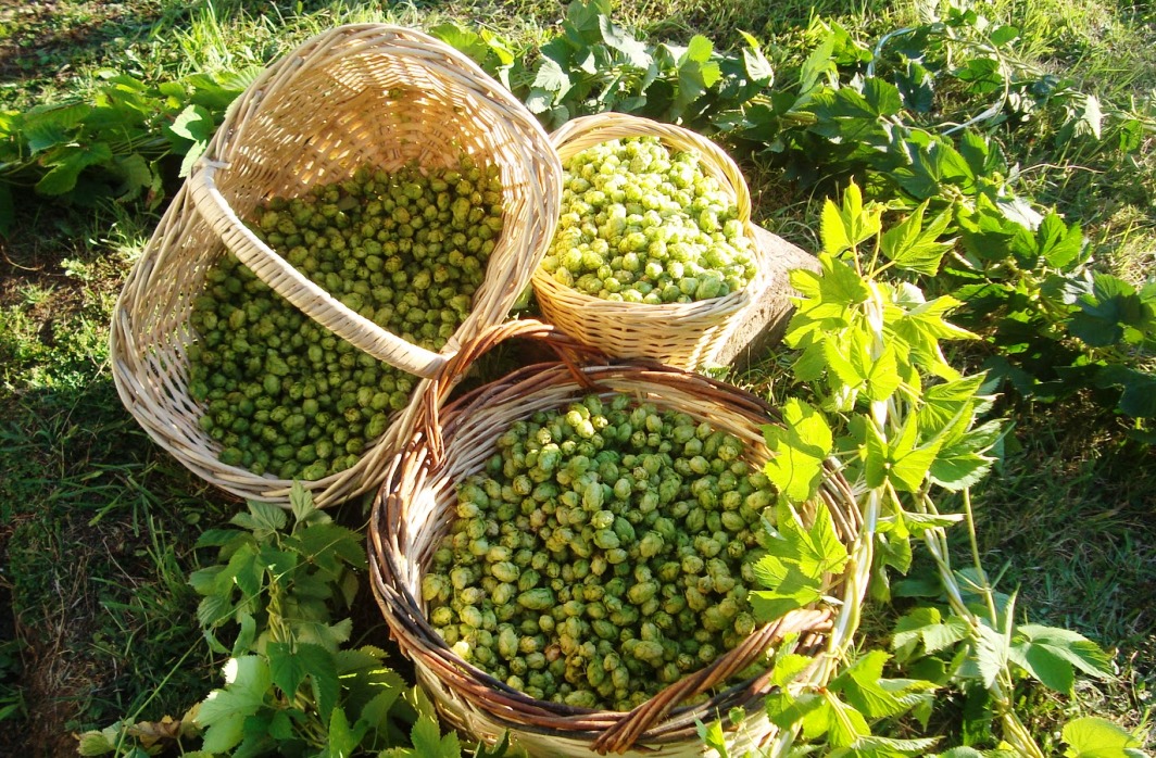 El-lúpulo-en-la-elaboración-la-cerveza-El-Potal-del-Chacinado
