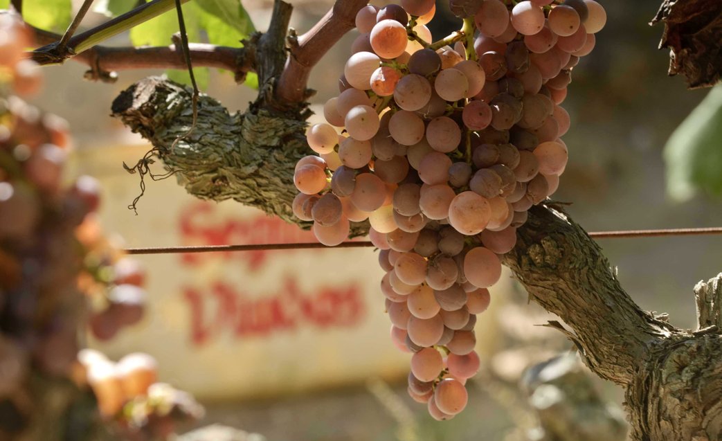 Uvas-Cava-los espumantes-españoles-ecónomicos-El-Portal-del-chacinado