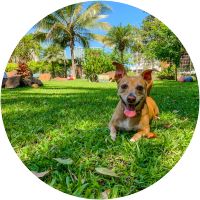 Parque cerrado para mascotas (doggy park)