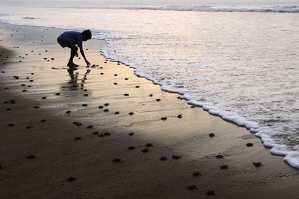 Turtle releasing