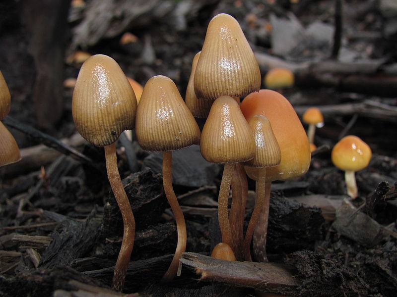 Denver, Colorado Might Decriminalize Psychedelic Mushrooms As Soon As