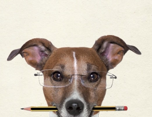 Neue Flyer für die Hundeschule