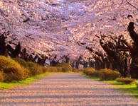Kitakami Tenshochi Sakura Festival