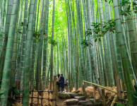 Hokoku-ji Temple
