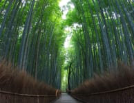 Arashiyama Bamboo Grove