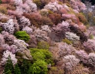 Cherry blossom of Yoshino Mountain-SPR