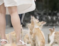 Okunoshima