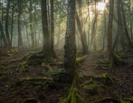 Aokigahara Jukai Forest