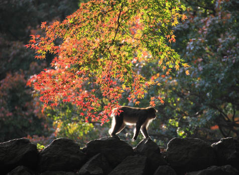 Mt. Takasaki Wild Monkey Park