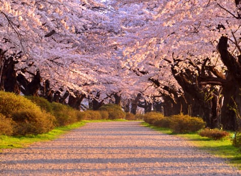 Kitakami Tenshochi Sakura Festival