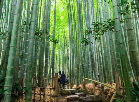Hokoku-ji Temple