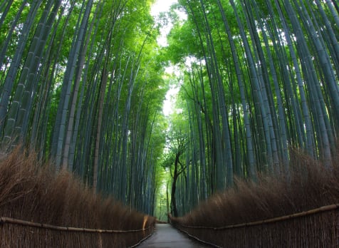 Arashiyama Bamboo Grove