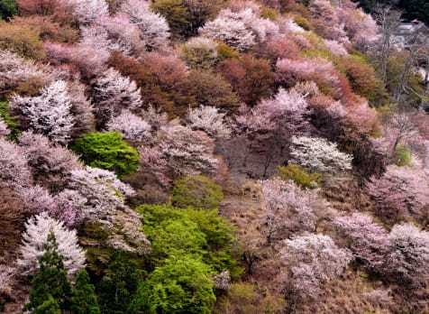 Cherry blossom of Yoshino Mountain-SPR