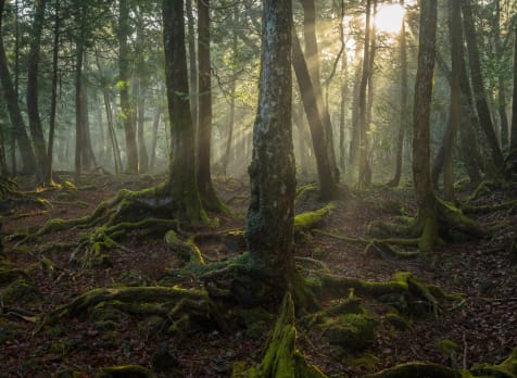 Aokigahara Jukai Forest