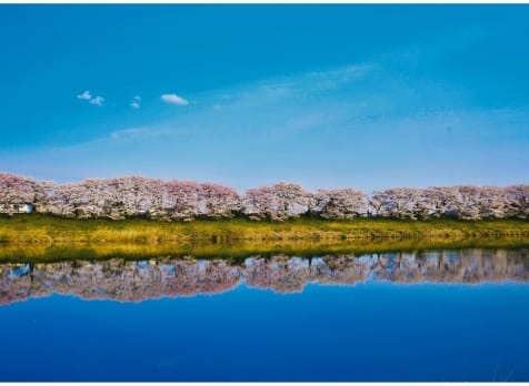 Hitome Senbon-zakura cherry blossom-SPR