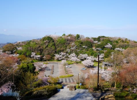 Bizan Park-cherry blossom