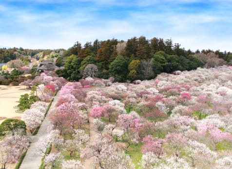 Mito Plum Blossom Festival M_00421_001