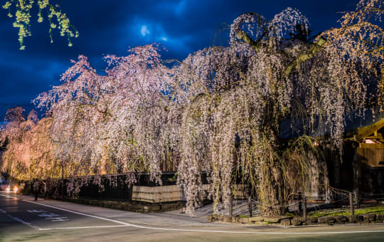 Shidare Sakura at Buke Yashiki