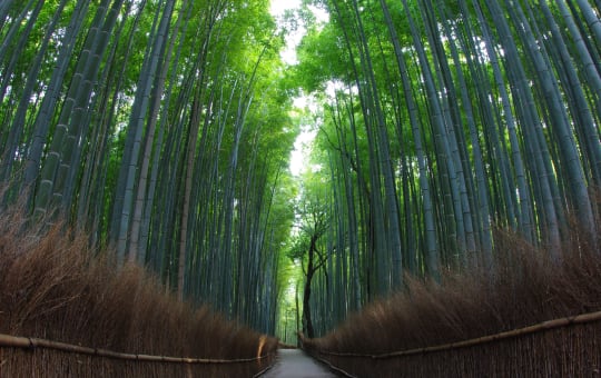 Arashiyama Bamboo Grove