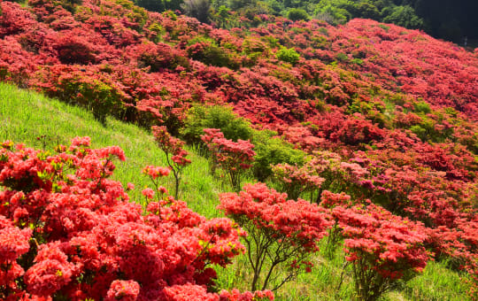 Rhododendron of Mount Katsuragi