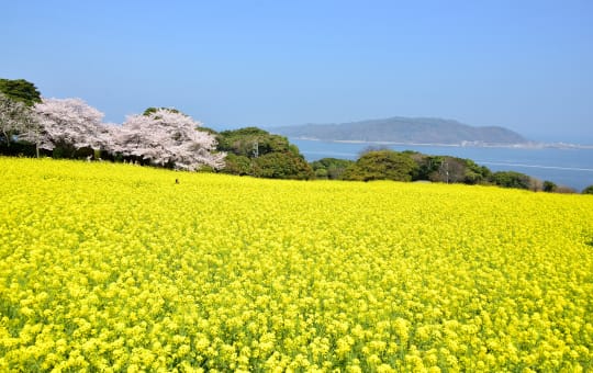 Nokonoshima Island