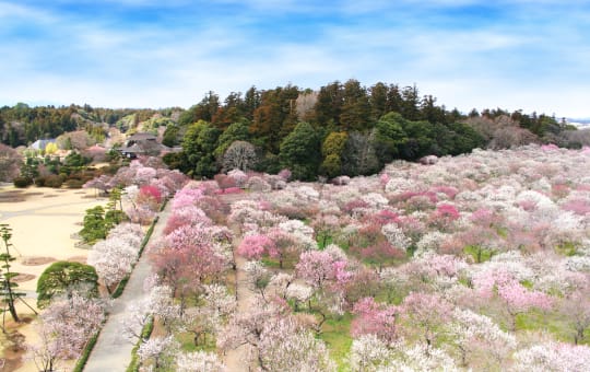 Mito Plum Blossom Festival M_00421_001