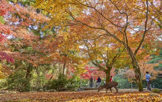 JOMC 20201118_momijidani_park_21.jpg